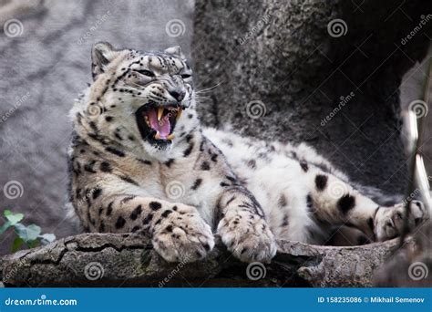 Evil Angry Roar, Teeth. Powerful Predatory Cat Snow Leopard Sits On A Rock Close-up Stock ...