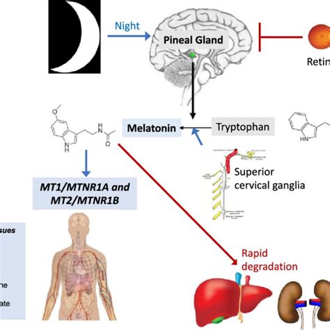 Does Melatonin Cause Side Effects? – Dane101