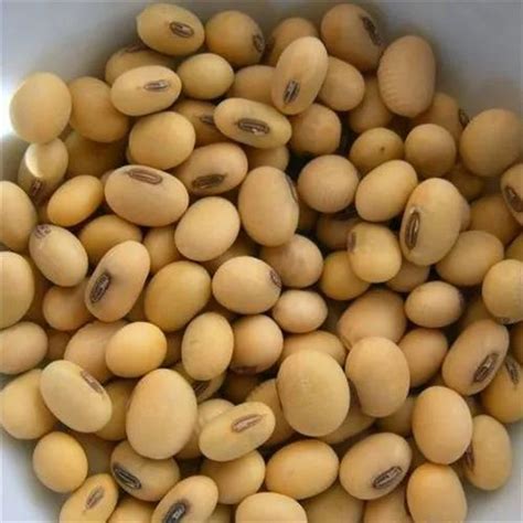 High Protein Soybean Seed, For Cattle Feed, Pack Size: 10-25 Kg at Rs 40/kilogram in Idar