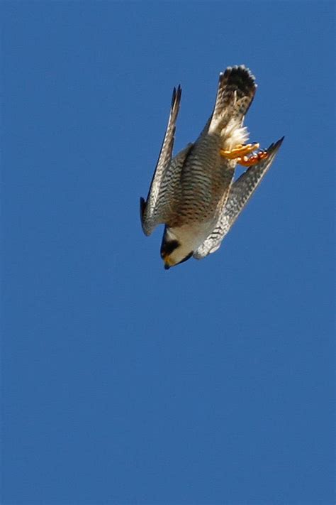 Peregrine Falcon Flying Speed