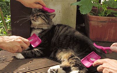 Brush GIFs - Find & Share on GIPHY