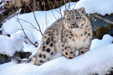 Rare snow leopards spotted near Kazakhstan's Almaty amid COVID-19 ...