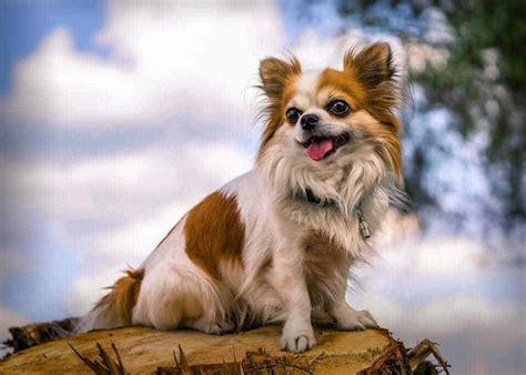 The Long Haired Chihuahua: 10 Things You Might Not Know - Your Dog Advisor