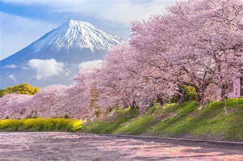 Cherry blossoms with mount Fuji in the background : r/pics