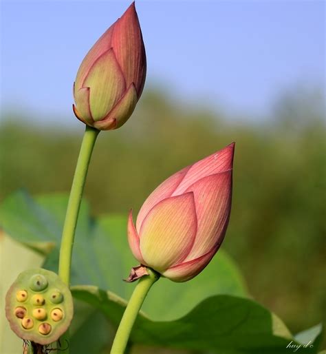 lotus buds - a photo on Flickriver