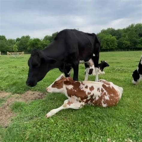 Cow hug : r/gifs