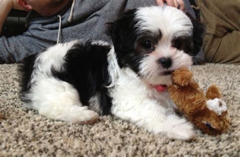 55+ Maltese Poodle Shih Tzu Mix Puppies - l2sanpiero