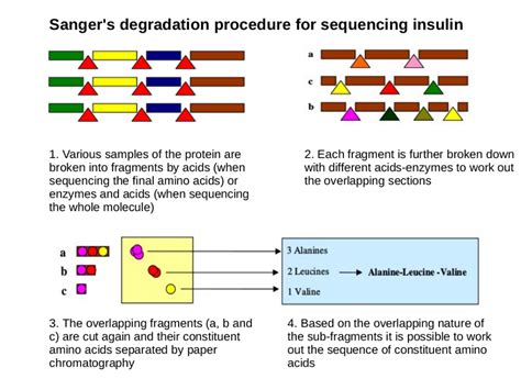 Sequencing proteins: Insulin