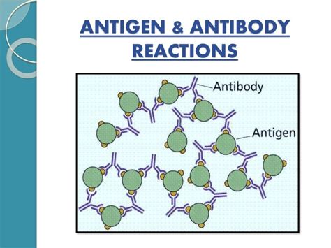 Antigen-Antibody Reactions