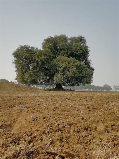 A peepal tree stock image. Image of wide, green, young - 123028661