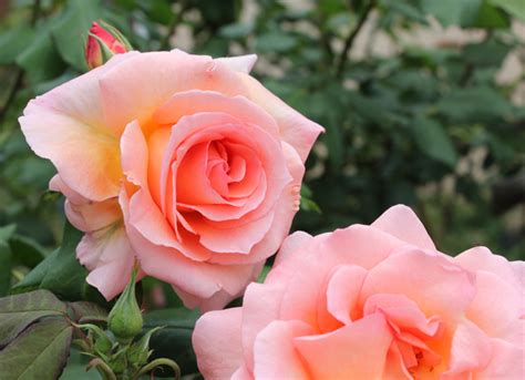 Hybrid Tea Rose Bush - My favorites are Just Joey, Double Delight, The Childrens Rose | HubPages