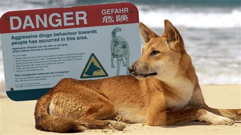 Camps closed on K’gari to ‘reduce interactions’ after dingo attacks | The Advertiser