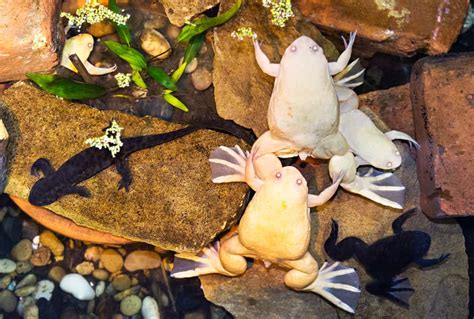 Albino African Clawed Frog Care Sheet: Diet, Habitat & More