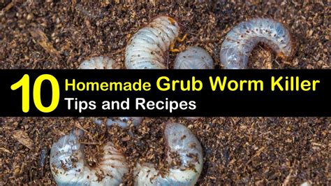 Killing Grub Worms Naturally - 10 Homemade Grub Worm Killer Tips