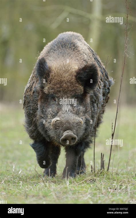 Wild boar tusks hi-res stock photography and images - Alamy