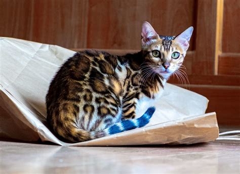 Bengal Cat Appearance: What Do Bengal Cats Look Like? | Bengal Cat Republic