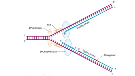 Prokaryotic Dna Replication Lagging Strand