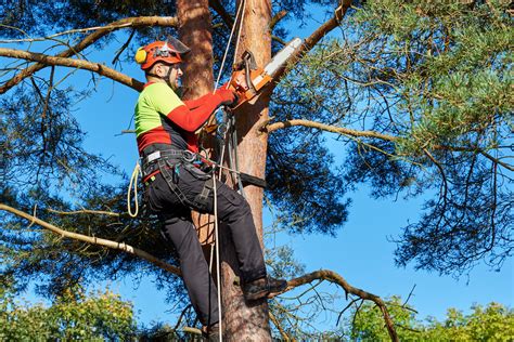 The Importance of Regular Tree Trimming – Warner Tree Service