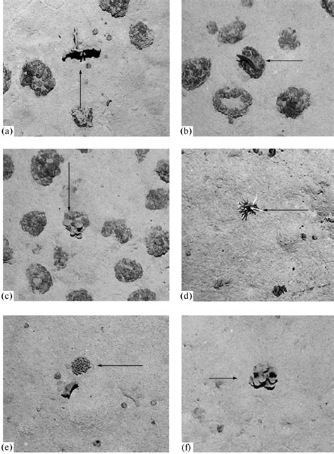 Bottom photographs (area = 1 m 2 ), showing xenophyophores attached to... | Download Scientific ...