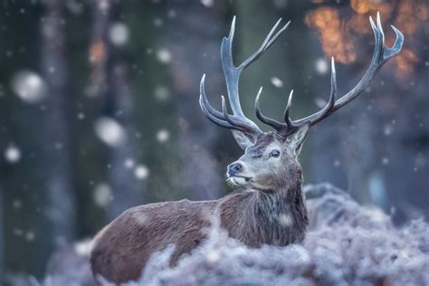 Deer Snow Wallpapers - Wallpaper Cave