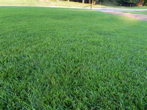 Zoysia Grass Lawn Care and Maintenance | PLOWZ and MOWZ