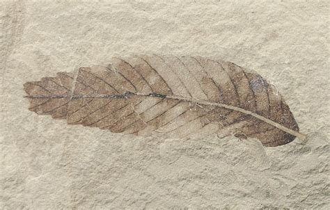 Fossil Cedrelospermum & Pseudosalix Leaves - Green River Formation (#16342) For Sale - FossilEra.com