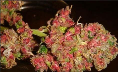 Bud Colors: What Do They Mean? - Stoner Things