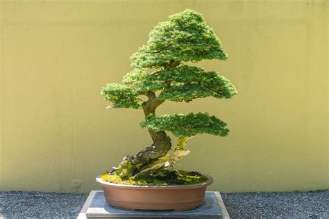 Hemlock Bonsai Tree - A-Z Animals