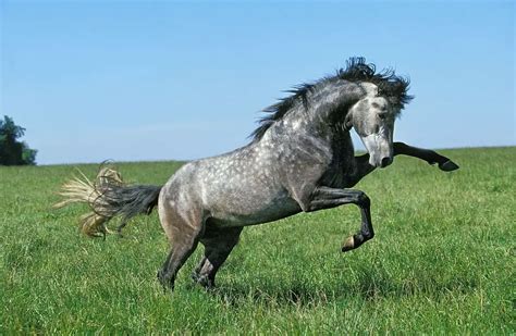 Lusitano Horse Breed: Care, Cost & History (2024) | Horses Only