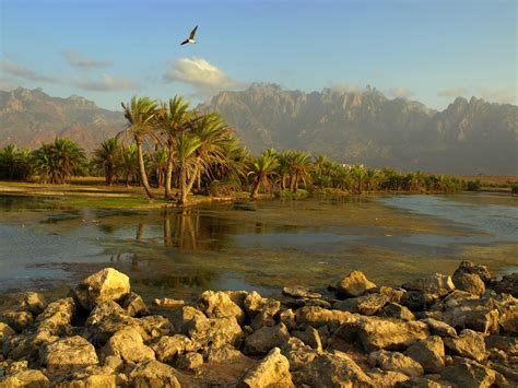 Socotra Island ,Yemen - azee