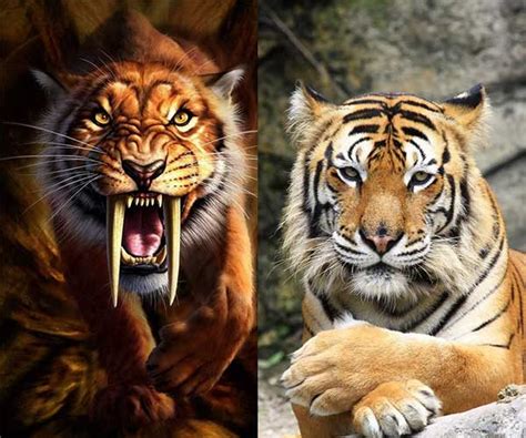 What happened during the last ice age? The saber-toothed tiger was extinct, but the tiger ...