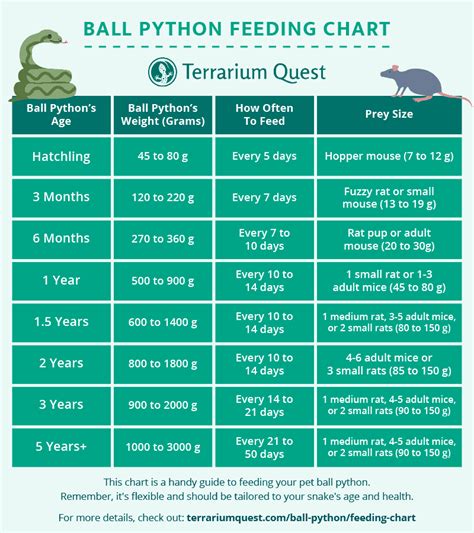 Ball Python Feeding Chart (Guide & Schedule) | Terrarium Quest