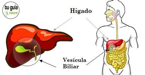 Natur Holistic: Alteración del higado y vesicula biliar