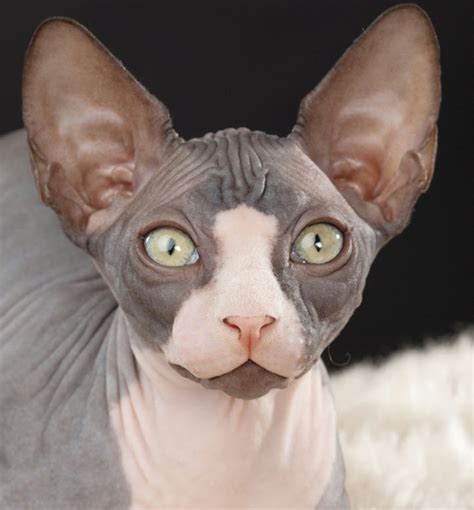 Learn About The Sphynx Cat Breed From A Trusted Veterinarian