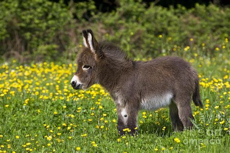 Miniature Donkey Foal Photograph by Jean-Louis Klein Marie-Luce Hubert - Pixels