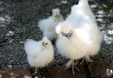 Silkie chickens: how to raise and care for this gentle breed.