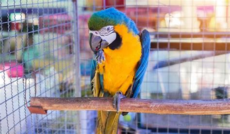 10 Best Macaw Cages Reviewed and Rated in 2024