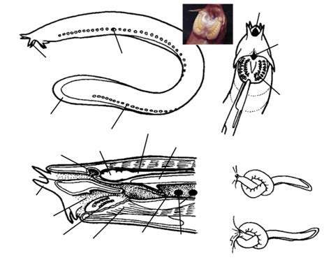 Hagfish anatomy Quiz