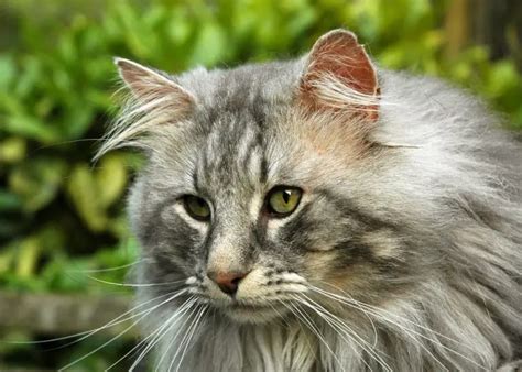 Norwegian Forest Cat: Breed Information and Personality | Pawesome Cats