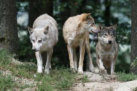 Photograph of a Wolf Pack Explains ‘Alpha’ Behavior? – Truth or Fiction?