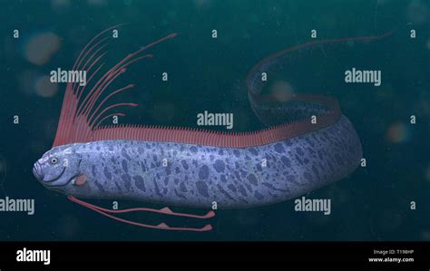 giant oarfish, Regalecus glesne so called king of herrings source of ...