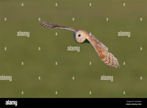 Hunting Barn Owl Stock Photo - Alamy