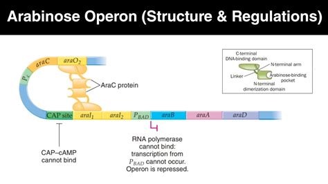 Arabinose operon in hindi | Structure and regulations - YouTube