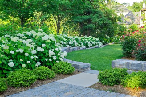 Hydrangea Arborescens Illuminates Garden Borders and Paths