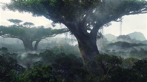 Rainforest Fog Wallpapers - Wallpaper Cave