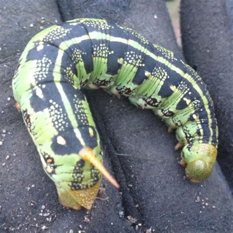 White-lined sphinx moth (caterpillar) | Project Noah