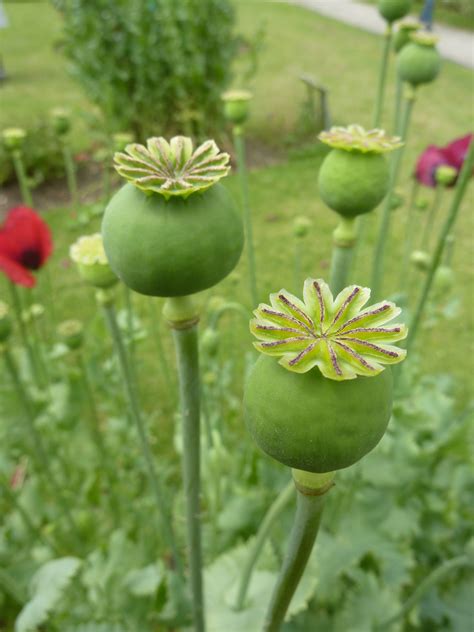 Opium Poppy Pods (Papaver somniferum) - Opiate Addiction & Treatment Resource