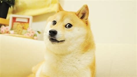 28 Doge Meme Wallpapers - Wallpaperboat