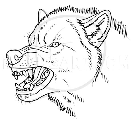 21+ growling wolf drawing