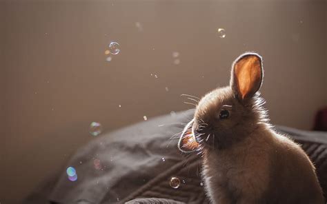 HD wallpaper: Cute Brown Bunny, rabbit | Wallpaper Flare